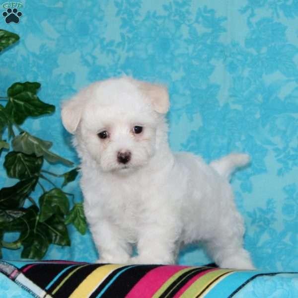 Jimmy, Maltipoo Puppy